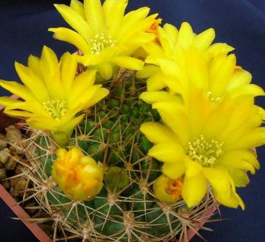 Weingartia_sucrensis